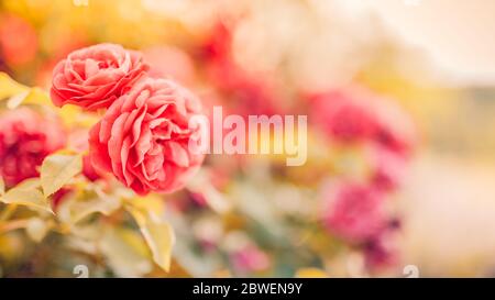 Spring floral large bannière panoramique avec fabuleux fleurs roses rose jardin d'été sur flou ensoleillé brillant. Été roses soleil flou nature Banque D'Images