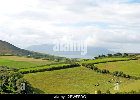 Paysage vert avec beaucoup de champs, Irlande Banque D'Images