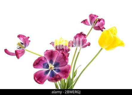 fleurs flétries tulipes de pourpre et jaune sur fond blanc, isoler Banque D'Images