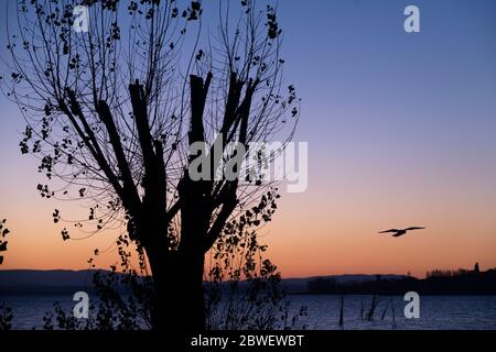 Aperçu du lac Trasimène en Ombrie, Italie, au coucher du soleil, avec un oiseau en vol Banque D'Images