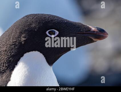 Portrait d'un pingouin d'Adelie Banque D'Images