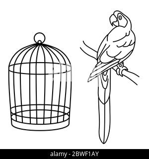 Dessin de contour. Perroquet et cage de la macaw. Ligne. Peinture Illustration de Vecteur