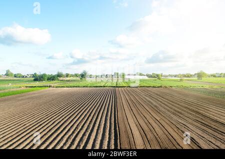 Le champ de ferme est à moitié préparé pour la plantation. Marquage du champ en rangées. Technologie agricole et normalisation. Organisation et systématisation. Être Banque D'Images