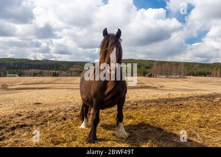 Photo de face d'un cheval de Tinker (Equus cabalus) avec un ciel nuageux en arrière-plan, photo de Mellansel Vasternorrland, Suède. Banque D'Images