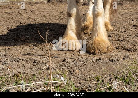 Gros plan de la grande hauteur de la barbe du cheval Tinker (Equus cabalus), photo de Mellansel Vasternorrland, Suède. Banque D'Images