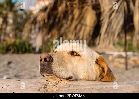 Golden Retriever chien appréciant l'été à la plage océan pendant les vacances d'été Banque D'Images