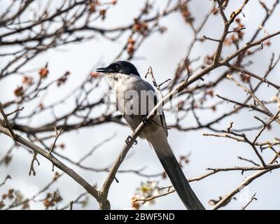 Un magpie à ailes d'azur, Cyanopica cyanus, perché dans un arbre forestier dans un parc spatial vert près de Sagamihara, au Japon. Banque D'Images