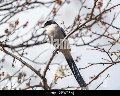 Un magpie à ailes d'azur, Cyanopica cyanus, perché dans un arbre forestier dans un parc spatial vert près de Sagamihara, au Japon. Banque D'Images