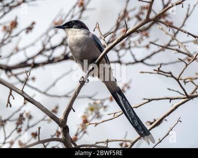 Un magpie à ailes d'azur, Cyanopica cyanus, perché dans un arbre forestier dans un parc spatial vert près de Sagamihara, au Japon. Banque D'Images