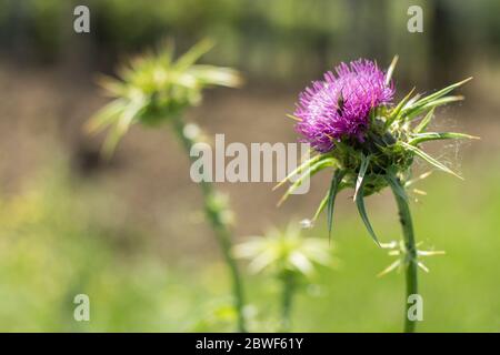 Chardon en fleur avec insecte dans un pré Banque D'Images