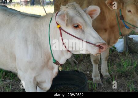 Gros - vers le haut Charolais bétail avec coulure de la bouche dans la ferme, la vache blanche debout, passer une corde à travers le nez des animaux Ungulés, Thaïlande Banque D'Images