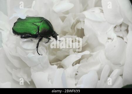 Maybug sur la pivoine blanche. Un mayonnaise verte sur la pivoine blanche. Peut coléoptère assis sur une fleur de pivoine blanche. Sous le soleil à midi, recueille le nectar. Vert Banque D'Images