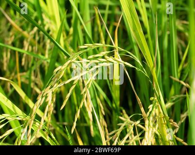 Riz doré ou riz à l'oreille en exploitation agricole, cultures vertes avec bouquet de semences, agriculture en Thaïlande Banque D'Images