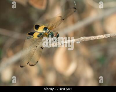 Flüterer barré jaune ( Rhyothemis phyllis ) libellule avec motif brun sur le côté du corps , insectes Predator sur la branche avec fond brun Banque D'Images