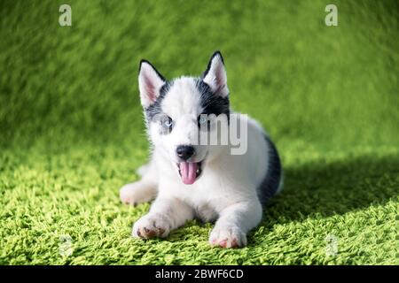 Un petit chien blanc chiot race husky sibérien avec de beaux yeux bleus repose sur le tapis vert. Photographie de chiens et d'animaux de compagnie Banque D'Images