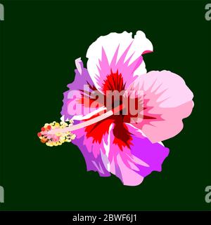 Motif rouge sur les pétales roses de la fleur d'Hibiscus isolé sur fond vert, les graphiques et les vecteurs de la fleur tropicale fleurissent Illustration de Vecteur