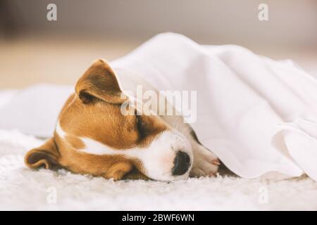 Un petit chien blanc chiot race Jack Russel Terrier avec de beaux yeux dormant sur tapis blanc. Photographie de chiens et d'animaux de compagnie Banque D'Images