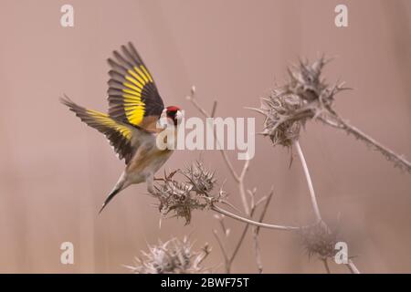 Ailes de Hawfinch (Coccothrautes coccothrautes). Ce finch est semblable au grosbeak du soir (C. vesperomous) et au grosbeak à capuchon (C. abeill Banque D'Images