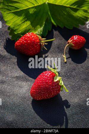 Groupe de trois fraises rouges mûres avec feuille de fraise verte naturelle non concentrée sur le spunbond noir utilisé pour cultiver cette baie dans le jardin. Vertica Banque D'Images