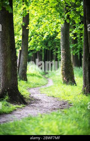 Chemin dans le parc de printemps. Troncs d'arbres dans une ruelle en chêne Banque D'Images