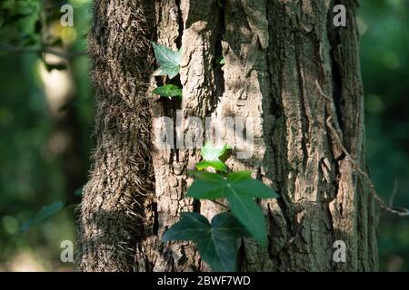 gros plan sur un tronc d'arbre avec de la lierre dans la forêt Banque D'Images