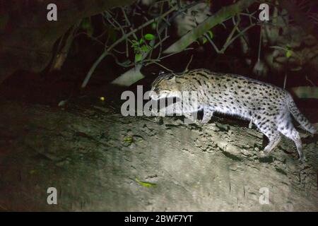 Chat de pêche ou Prionailurus viverrinus dans le parc national de Bhitarkanika, Odisha, Inde Banque D'Images