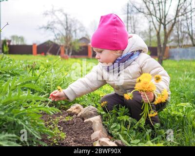 Petite fille dans une veste chaude et un chapeau rose recueille les pissenlits jaunes. Bonne enfance. Une fille recueille un bouquet de pissenlits pour une couronne Banque D'Images