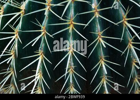 Arrière-plan de la nature, côtes et pointes sur un grand cactus cylindrique, aspect horizontal Banque D'Images