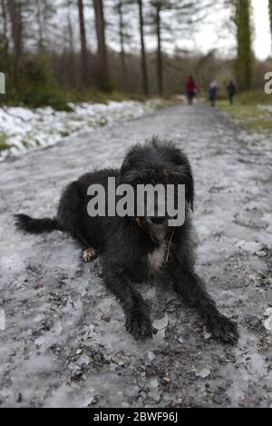 Chien noir lors d'une promenade hivernale Banque D'Images