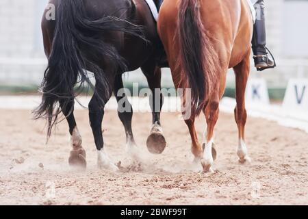 Deux chevaux - noirs et sorrel ensemble passent le chemin dans les compétitions de dressage, donnant la poussière avec leurs sabots. Banque D'Images