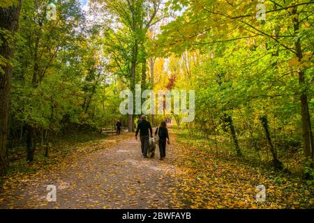 Chemin dans la forêt finlandaise. Manzanares el Real, Madrid, Espagne province. Banque D'Images