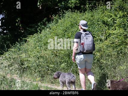 Limpsfield Common, Surrey, Royaume-Uni. 1er juin 2020.les marcheurs de chiens profitent d'une promenade matinale dans les bois sur Limpsfield Common tout en observant la distance sociale. Les prévisions météorologiques sont pour les intervalles 22C/Sunny avec une douce brise et il peut y avoir quelques averses de pluie à partir de mercredi. Crédit : Keith Larby/Alay Live News Banque D'Images