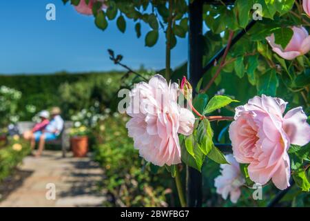 Great Torrington, North Devon, Angleterre. Lundi 1er juin 2020. Météo Royaume-Uni. Pendant un bel été, RHS Rosemoor a ouvert ses portes aux membres pour la première fois depuis le confinement. Seuls les visiteurs préréservés arrivant à des créneaux horaires définis ont pu facilement prendre des distances. Sur la photo, le magnifique jardin de roses arbustives est montré à son meilleur. Crédit : Terry Mathews/Alay Live News Banque D'Images