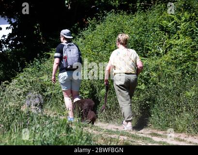 Limpsfield Common, Surrey, Royaume-Uni. 1er juin 2020.les marcheurs de chiens profitent d'une promenade matinale dans les bois sur Limpsfield Common tout en observant la distance sociale. Les prévisions météorologiques sont pour les intervalles 22C/Sunny avec une douce brise et il peut y avoir quelques averses de pluie à partir de mercredi. Crédit : Keith Larby/Alay Live News Banque D'Images