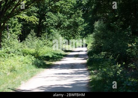 Limpsfield Common, Surrey, Royaume-Uni. 1er juin 2020.Woodland Walk on Limpsfield Common baigné de soleil. Les prévisions météorologiques sont pour les intervalles 22C/Sunny avec une douce brise et il peut y avoir quelques averses de pluie à partir de mercredi. Crédit : Keith Larby/Alay Live News Banque D'Images