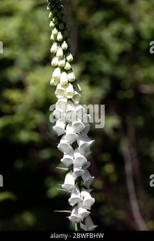 Limpsfield Common, Surrey, Royaume-Uni. 1er juin 2020. White Foxgloves vu en appréciant une promenade matinale dans les bois sur Limpsfield Common tout en observant la distance sociale. Les prévisions météorologiques sont pour les intervalles 22C/Sunny avec une douce brise et il peut y avoir quelques averses de pluie à partir de mercredi. Crédit : Keith Larby/Alay Live News Banque D'Images