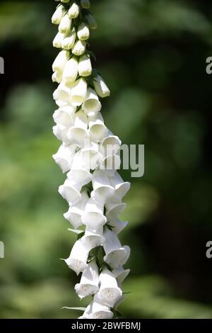 Limpsfield Common, Surrey, Royaume-Uni. 1er juin 2020. White Foxgloves vu en appréciant une promenade matinale dans les bois sur Limpsfield Common tout en observant la distance sociale. Les prévisions météorologiques sont pour les intervalles 22C/Sunny avec une douce brise et il peut y avoir quelques averses de pluie à partir de mercredi. Crédit : Keith Larby/Alay Live News Banque D'Images