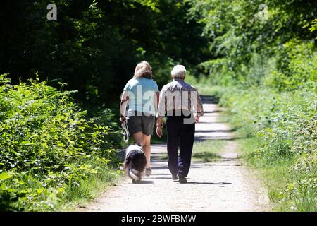 Limpsfield Common, Surrey, Royaume-Uni. 1er juin 2020.les marcheurs de chiens profitent d'une promenade matinale dans les bois sur Limpsfield Common tout en observant la distance sociale. Les prévisions météorologiques sont pour les intervalles 22C/Sunny avec une douce brise et il peut y avoir quelques averses de pluie à partir de mercredi. Crédit : Keith Larby/Alay Live News Banque D'Images