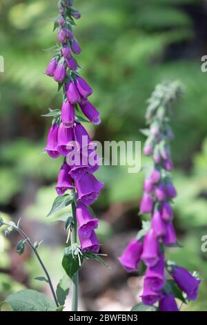 Limpsfield Common, Surrey, Royaume-Uni. 1er juin 2020. Purple Foxgloves vu en appréciant une promenade matinale dans les bois sur Limpsfield Common tout en observant la distance sociale. Les prévisions météorologiques sont pour les intervalles 22C/Sunny avec une douce brise et il peut y avoir quelques averses de pluie à partir de mercredi. Crédit : Keith Larby/Alay Live News Banque D'Images