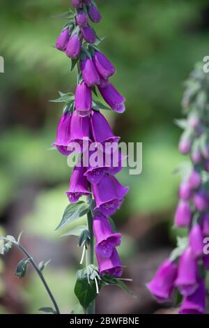 Limpsfield Common, Surrey, Royaume-Uni. 1er juin 2020. Purple Foxgloves vu en appréciant une promenade matinale dans les bois sur Limpsfield Common tout en observant la distance sociale. Les prévisions météorologiques sont pour les intervalles 22C/Sunny avec une douce brise et il peut y avoir quelques averses de pluie à partir de mercredi. Crédit : Keith Larby/Alay Live News Banque D'Images