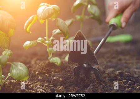 Main de fille méconnaissable est de desserrer le sol par petite houe de jardin, plantant des plantules de basilic vert dans le sol noir fécondé. Jour ensoleillé. Gros plan Banque D'Images