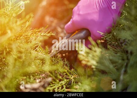 Les mains du jardinier en gants violets taculent l'arbuste vert surcultivé avec l'élagage des cisailles sur la cour ensoleillée. Jardin paysager de travailleurs. Gros plan Banque D'Images