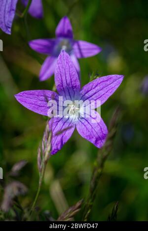 Campanula patula (épandage bellflower / Wiesen-Glockenblume) Banque D'Images