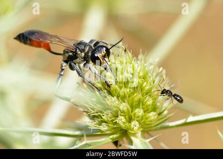 À bandes rouges macro wasp de sable (Ammophila) vu de l'avant sur thistle Eryngium genre Banque D'Images