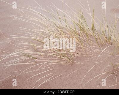 Reed poussant à la plage sur du sable pur. Amas d'herbe sèche. Concept minimaliste Banque D'Images