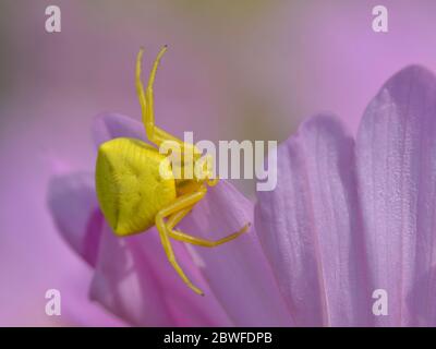 Macro de l'araignée de crabe jaune (Misumena vatia) sur la fleur rose de cosmos pétale vue d'en haut Banque D'Images