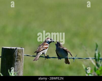 1er juin 2020. Sparrow nourrissant son jeune sur une ligne de barbelés dans la campagne,Cleeve North Somerset. Crédit photo Robert Timoney/Alamy/News Banque D'Images