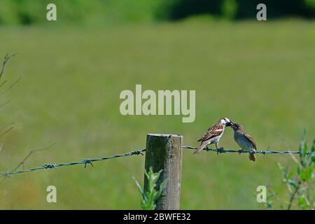 1er juin 2020. Sparrow nourrissant son jeune sur une ligne de barbelés dans la campagne,Cleeve North Somerset. Crédit photo Robert Timoney/Alamy/News Banque D'Images
