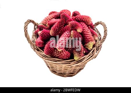 Jeunes cônes de sapin dans un panier sur fond blanc. Un panier en osier à l'ancienne avec de jeunes cônes de pin récoltés pour faire de la confiture ou du sirop maison. Banque D'Images