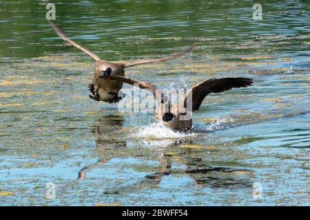 Les oies du Canada (Branta canadensis) atterrissent sur un lac au printemps Banque D'Images